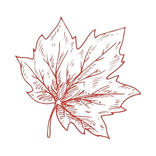 maple wood leaf hot hitter bat wood types europe france