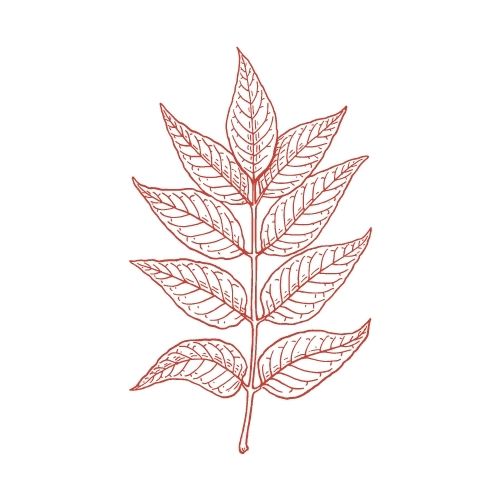 ash wood leaf hot hitter bat wood types europe france